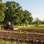 Forest Mulching in Brock TX for Beetle Kill Cleanup